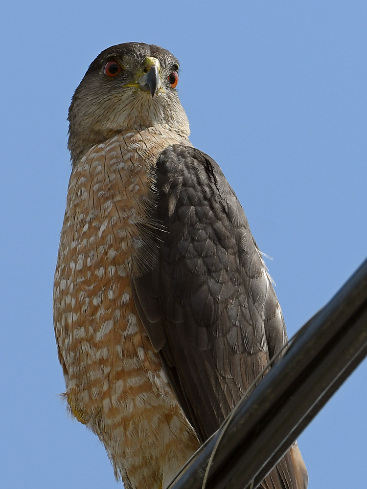 CoopersHawk11.jpg