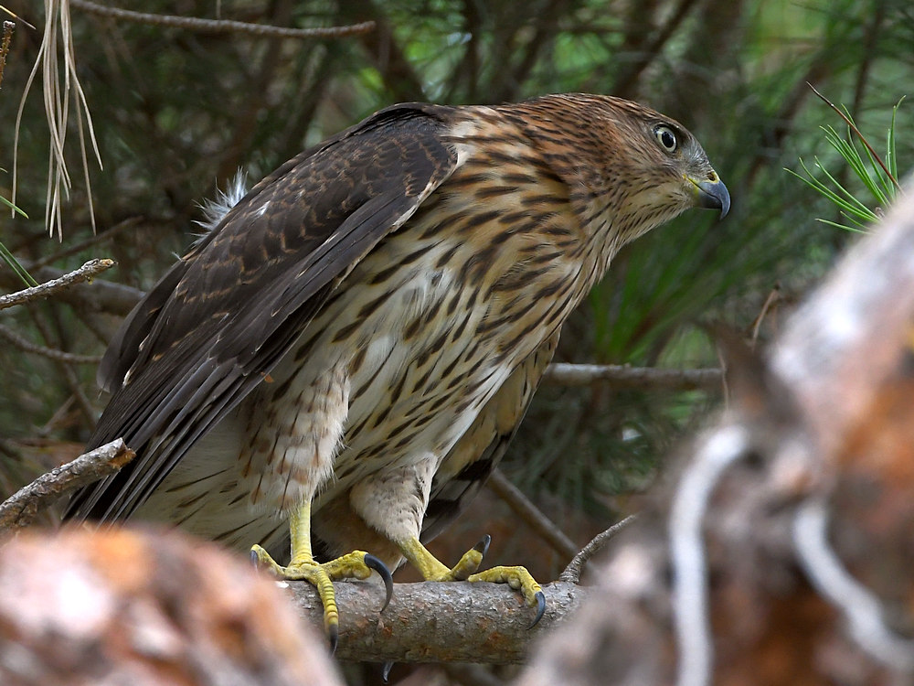 CoopersHawk11.jpg