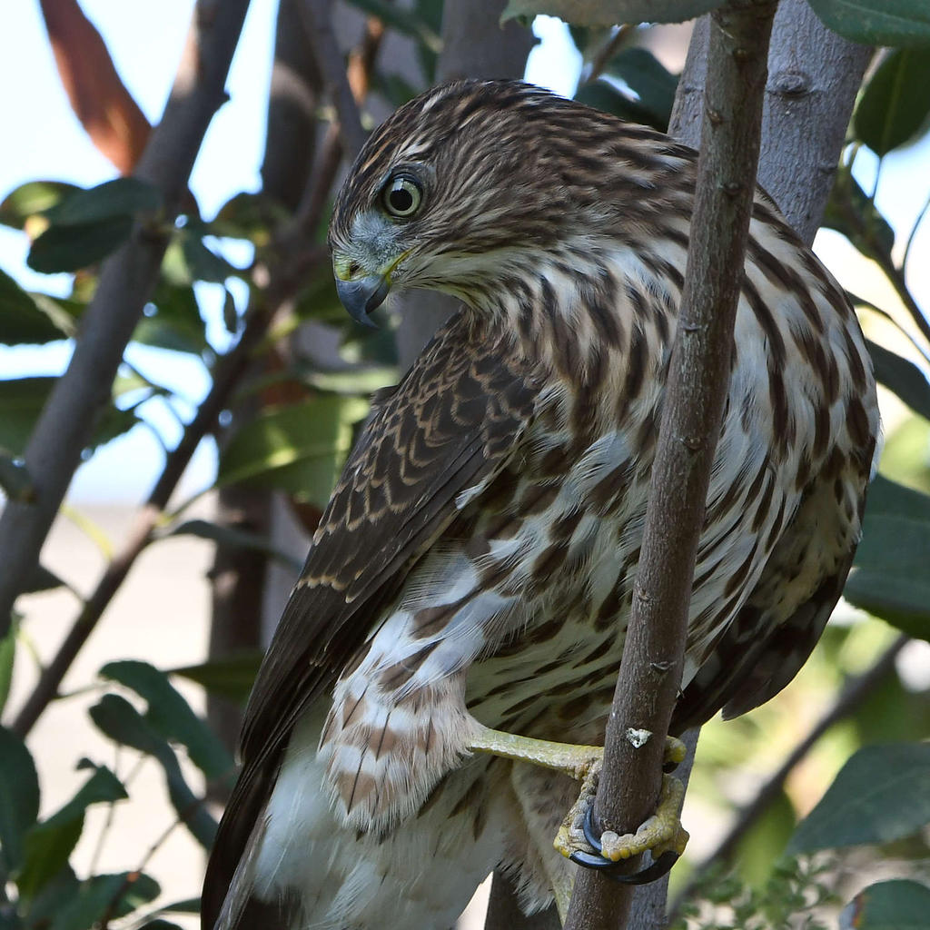 CoopersHawk11.jpg