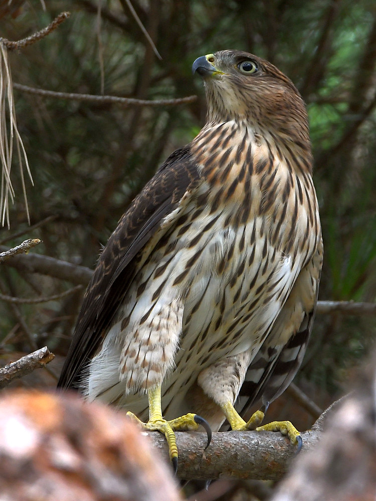 CoopersHawk13.jpg