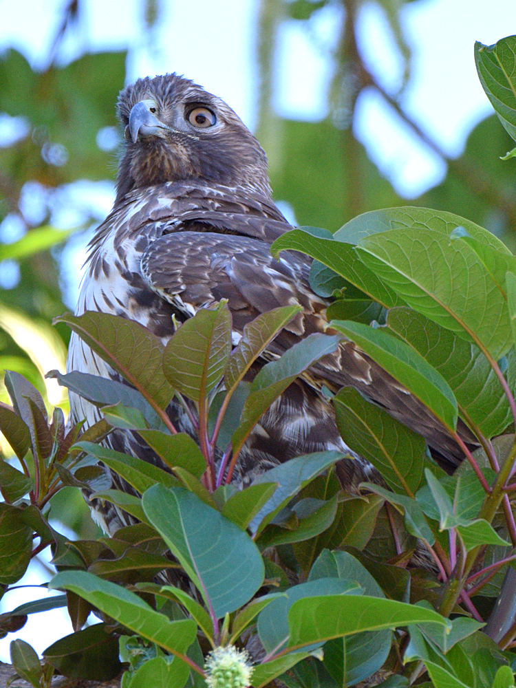 CoopersHawk15.jpg