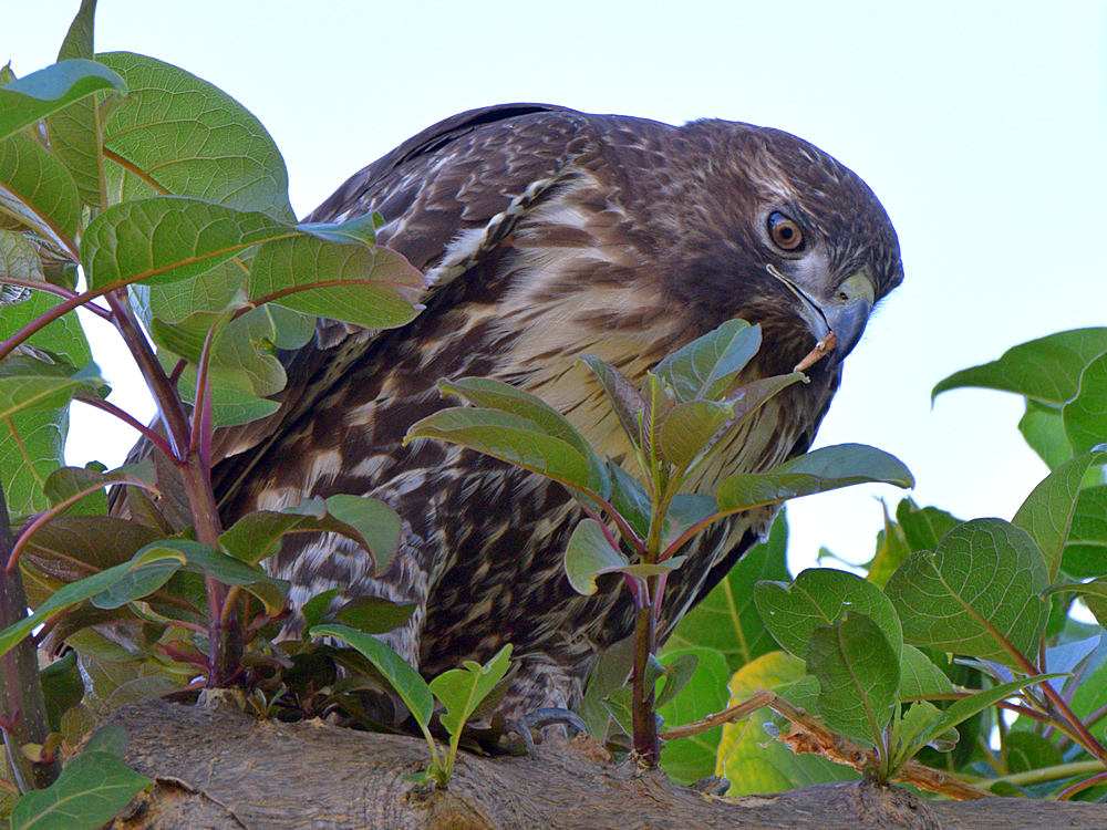 CoopersHawk17.jpg