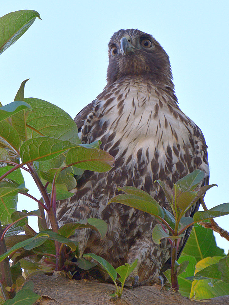 CoopersHawk19.jpg