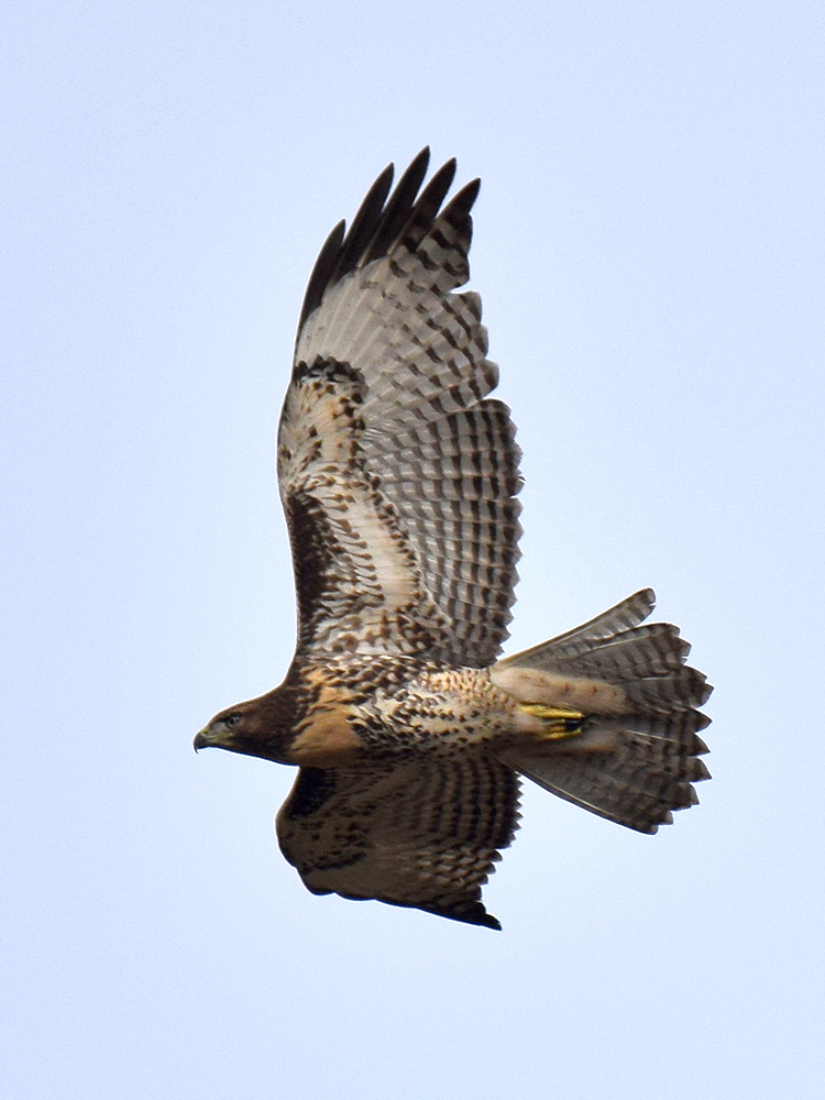 CoopersHawk2.jpg