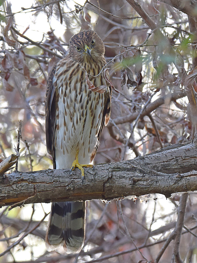 CoopersHawk2.jpg