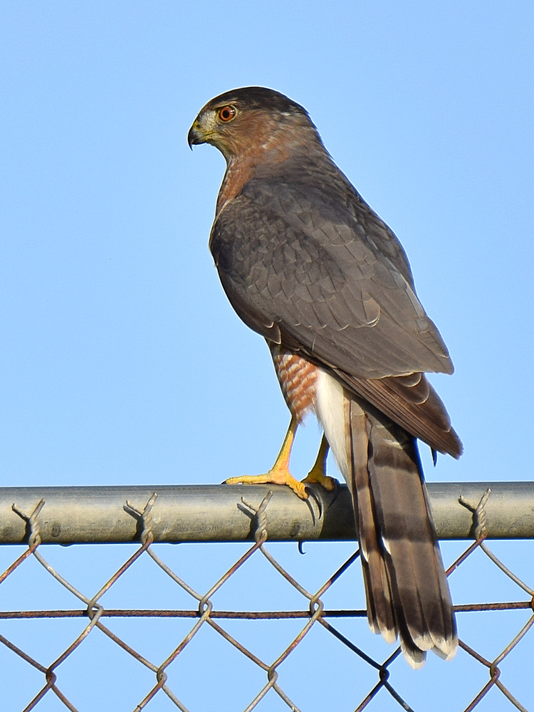 CoopersHawk2.jpg