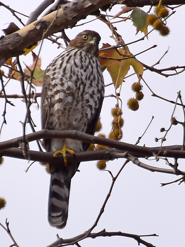 CoopersHawk2.jpg
