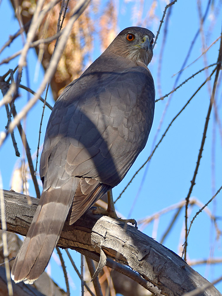 CoopersHawk2.jpg