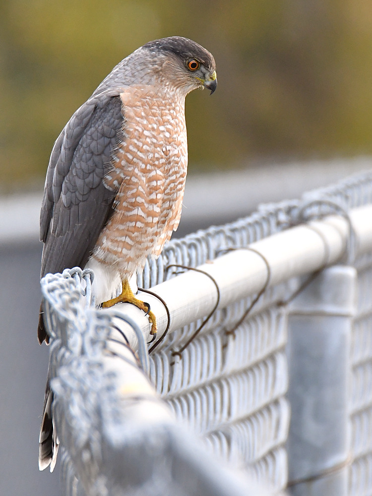 CoopersHawk2.jpg