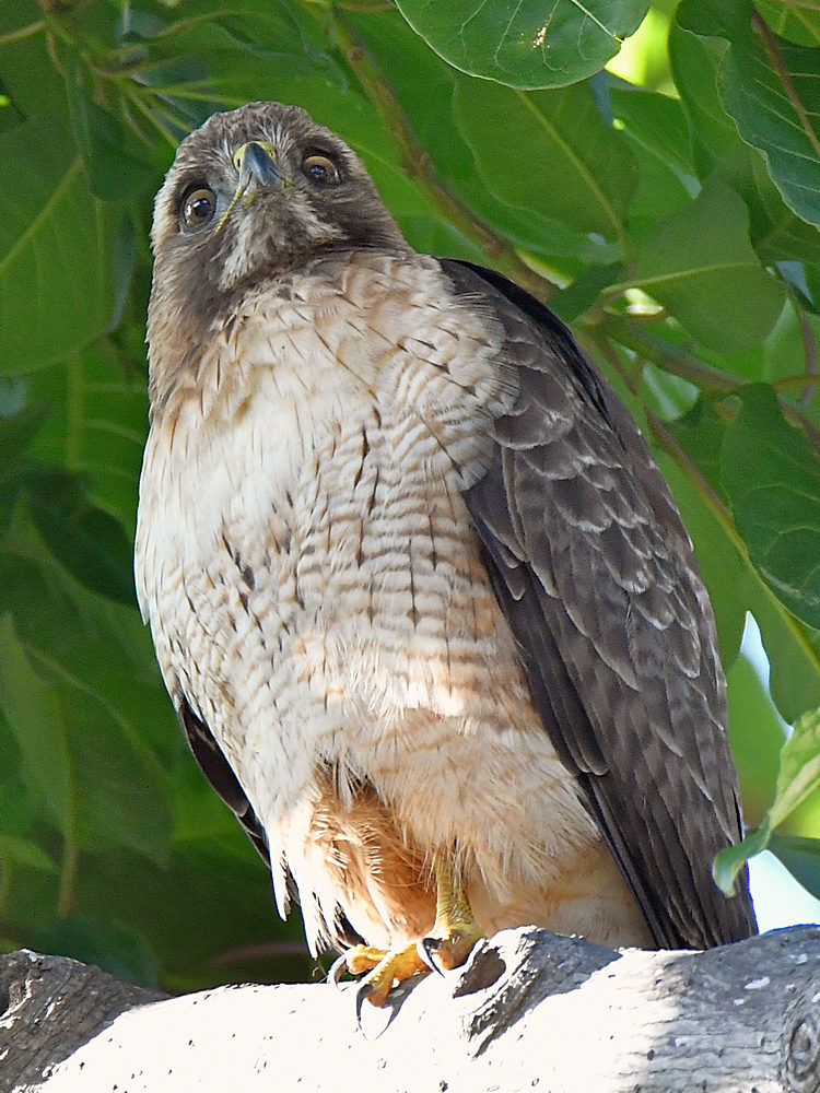 CoopersHawk2.jpg