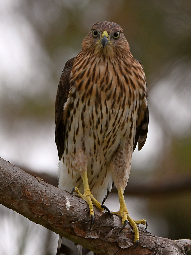 CoopersHawk2.jpg