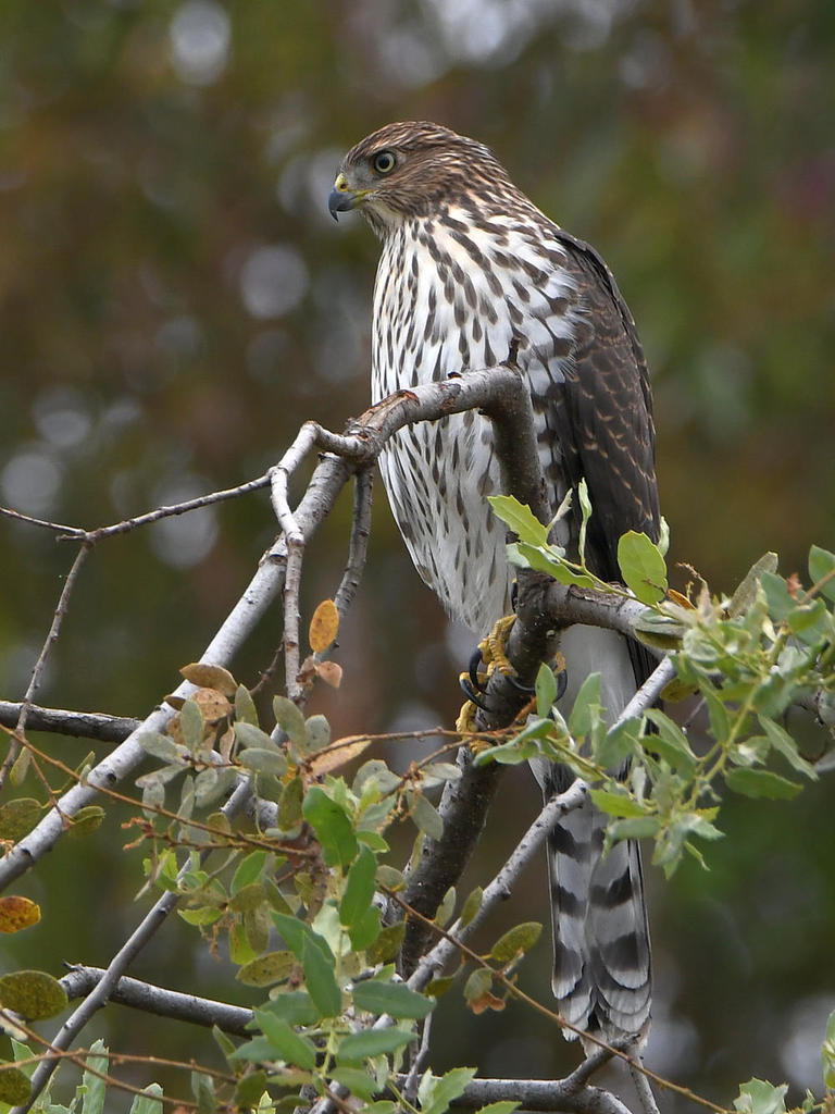 CoopersHawk2.jpg