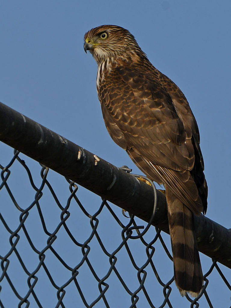 CoopersHawk2.jpg