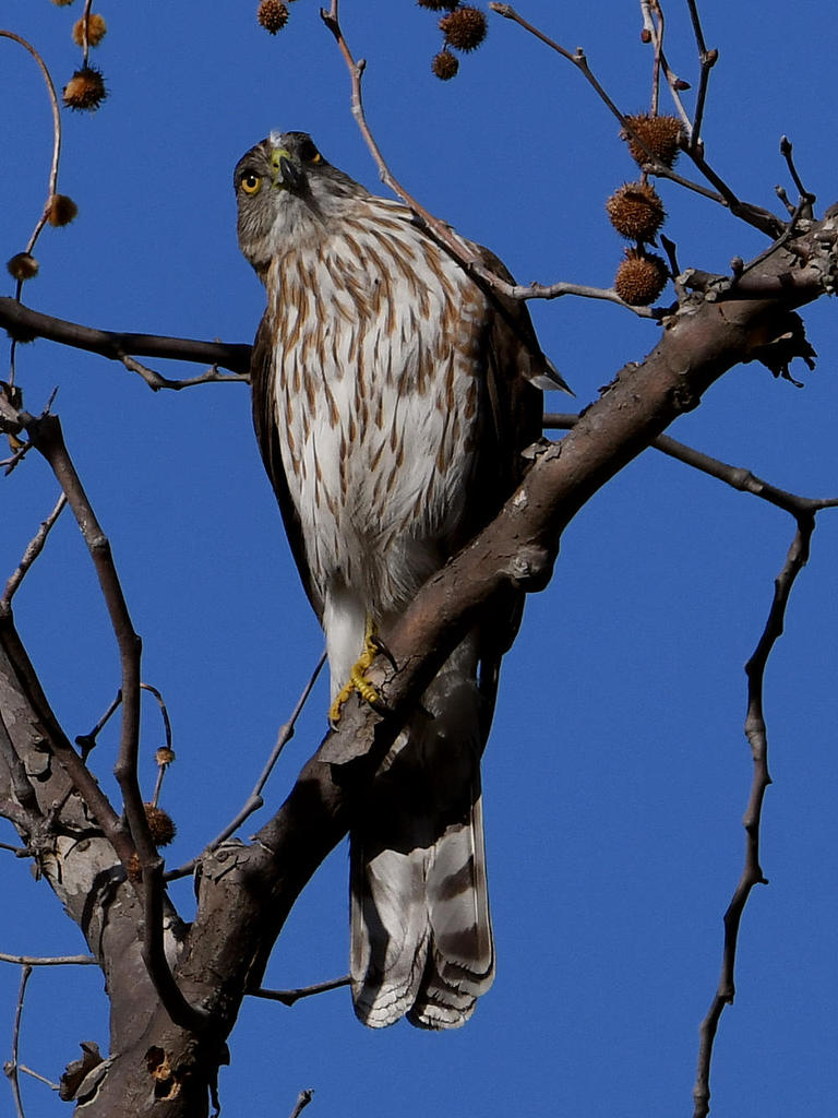 CoopersHawk2.jpg