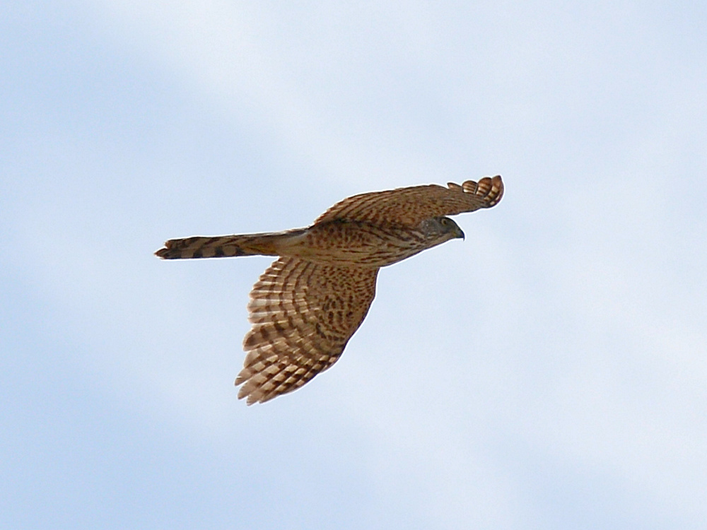 CoopersHawk2.jpg