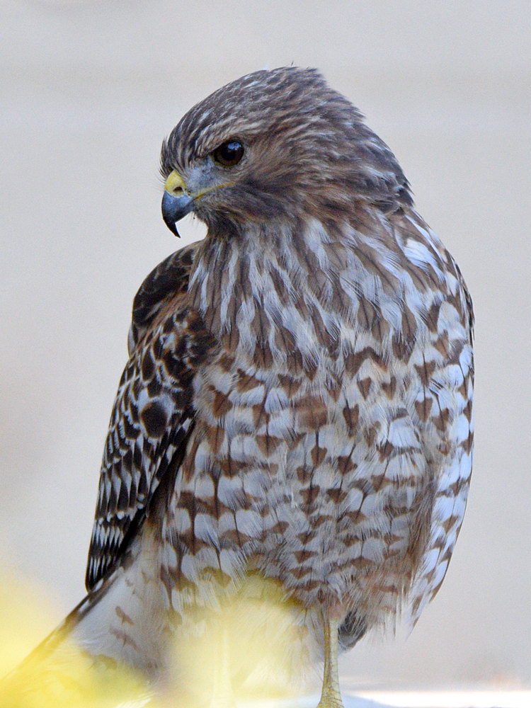 CoopersHawk21.jpg