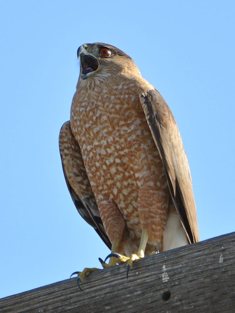 CoopersHawk3.jpg