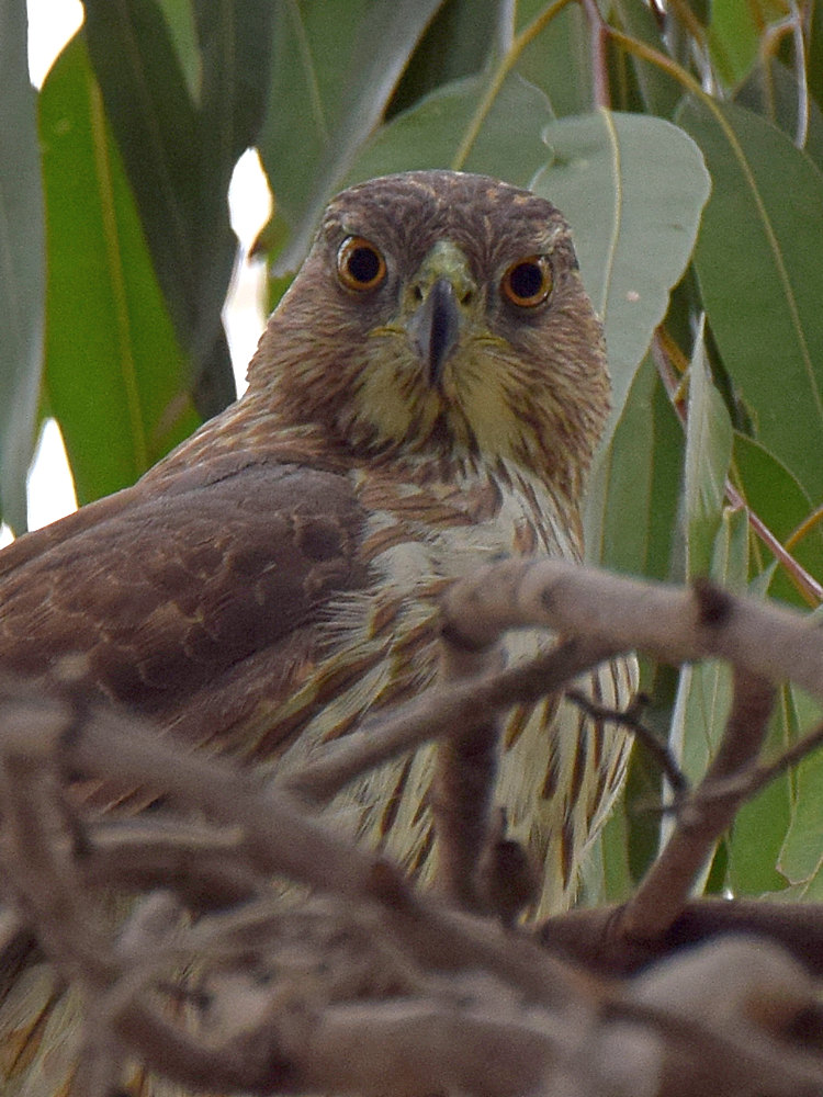 CoopersHawk3.jpg