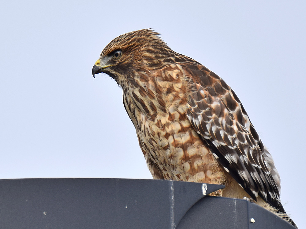 CoopersHawk3.jpg