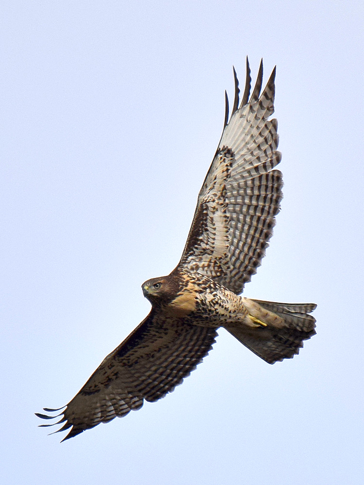 CoopersHawk3.jpg