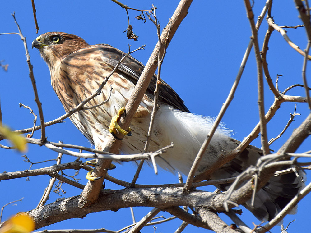 CoopersHawk3.jpg