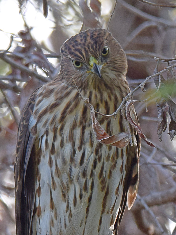 CoopersHawk3.jpg
