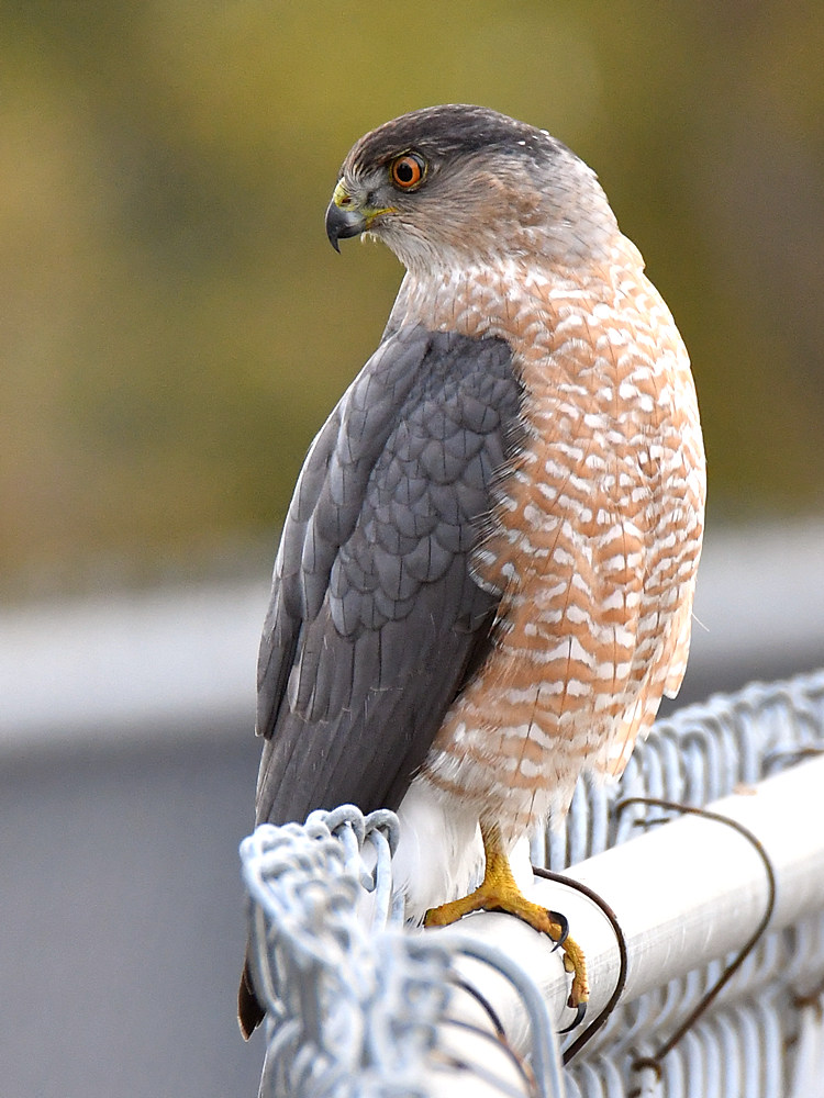 CoopersHawk3.jpg