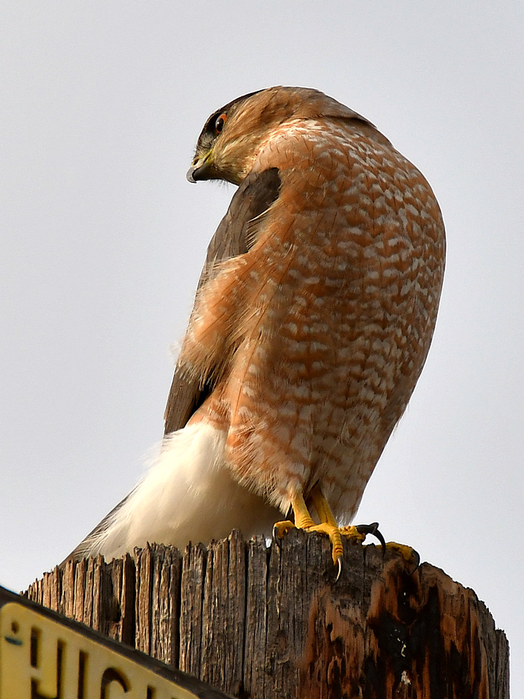 CoopersHawk3.jpg