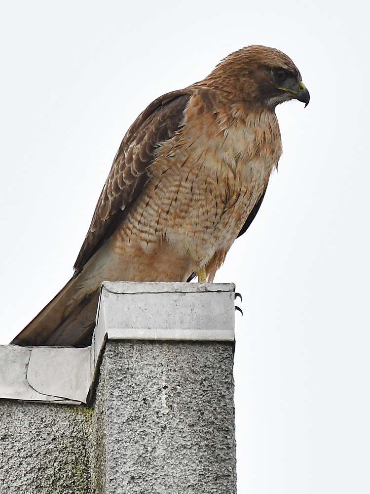 CoopersHawk3.jpg