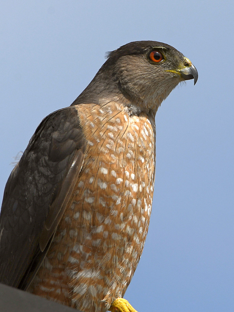 CoopersHawk3.jpg