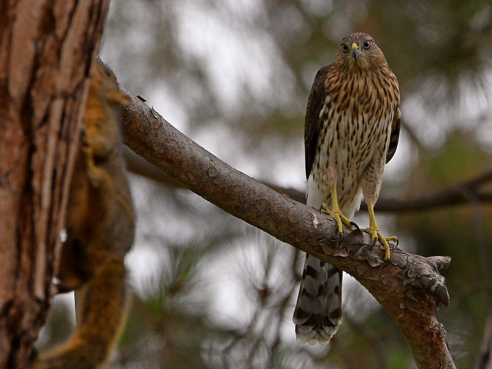 CoopersHawk3.jpg