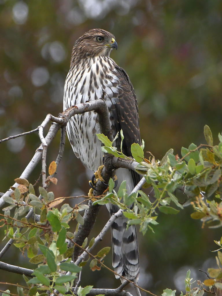 CoopersHawk3.jpg