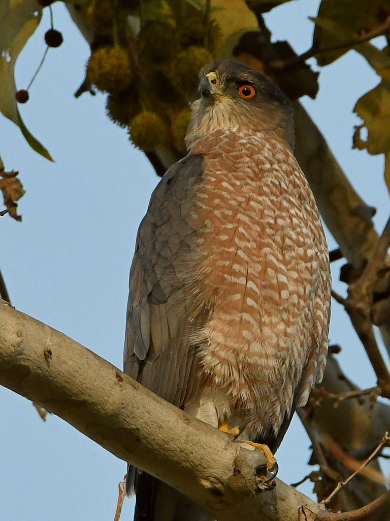 CoopersHawk3.jpg