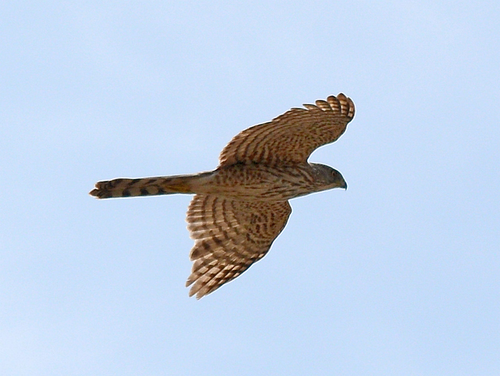 CoopersHawk3.jpg