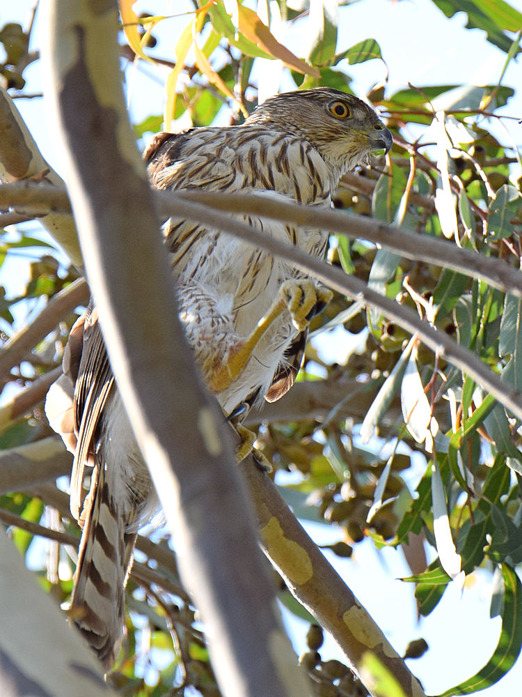 CoopersHawk3_2015-05-10.jpg