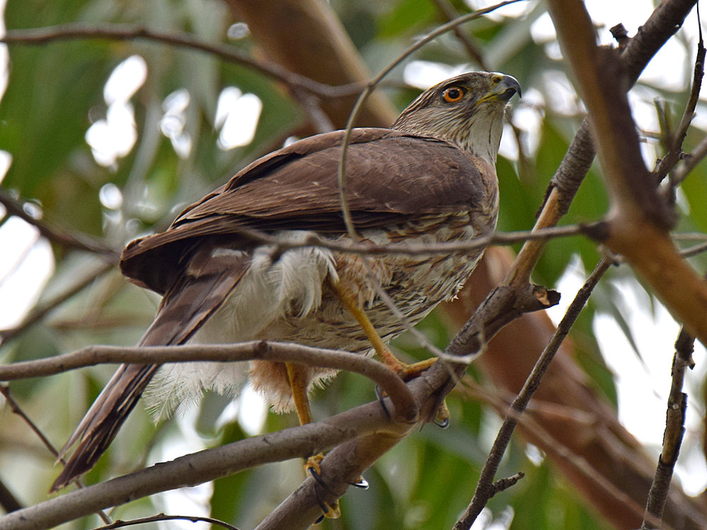 CoopersHawk4.jpg