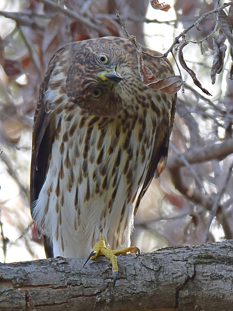 CoopersHawk4.jpg