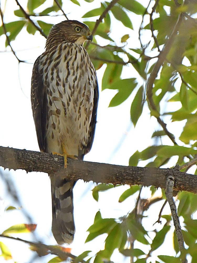 CoopersHawk4.jpg