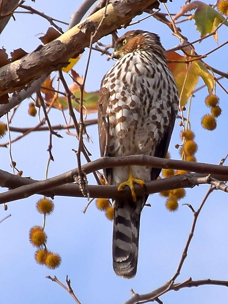 CoopersHawk4.jpg