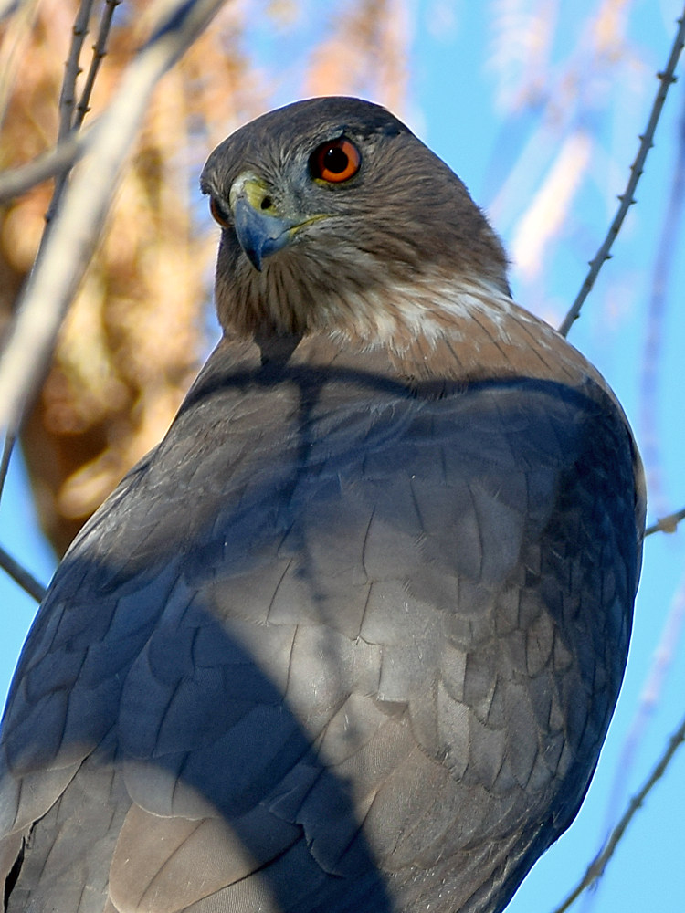 CoopersHawk4.jpg