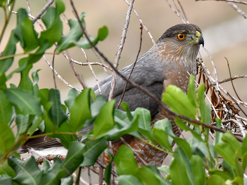 CoopersHawk4.jpg