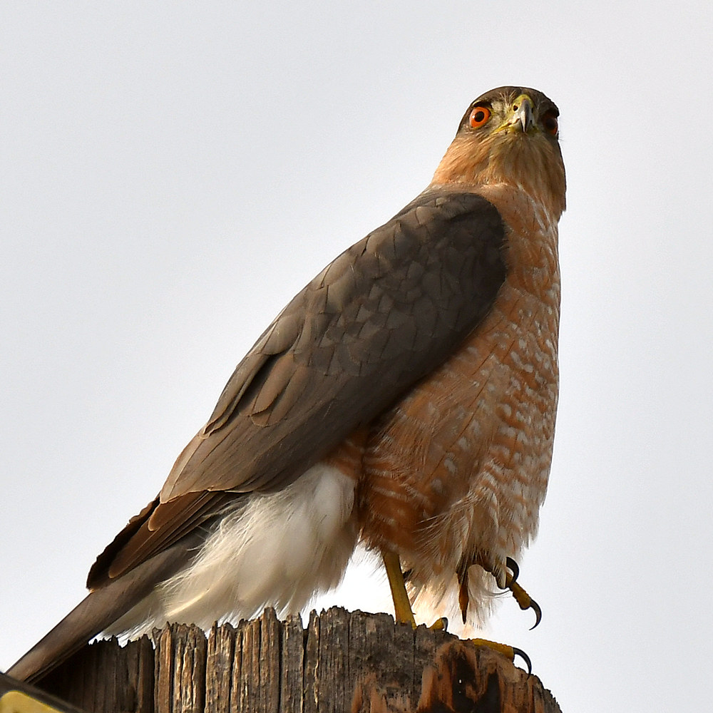 CoopersHawk4.jpg