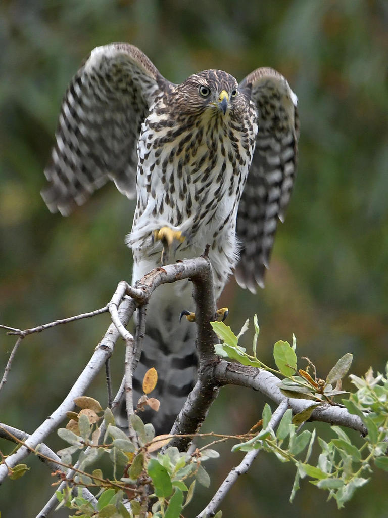 CoopersHawk4.jpg