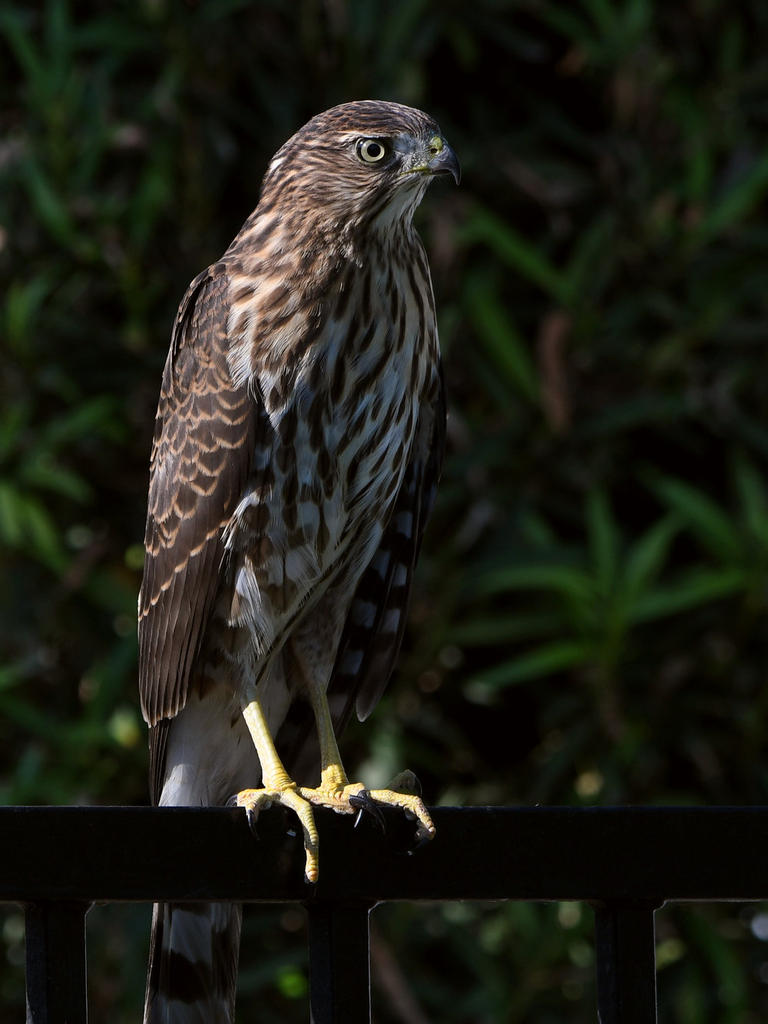 CoopersHawk4.jpg
