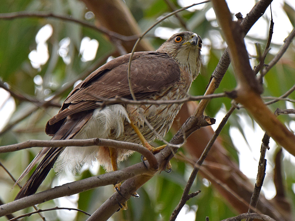 CoopersHawk5.jpg