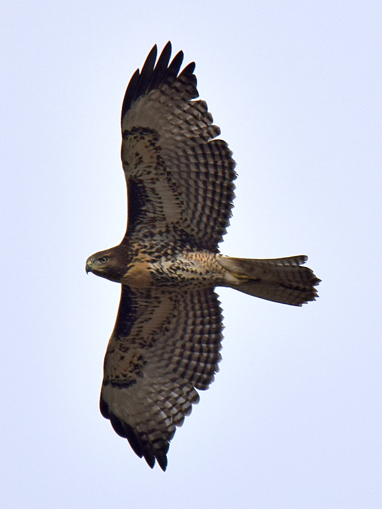 CoopersHawk5.jpg