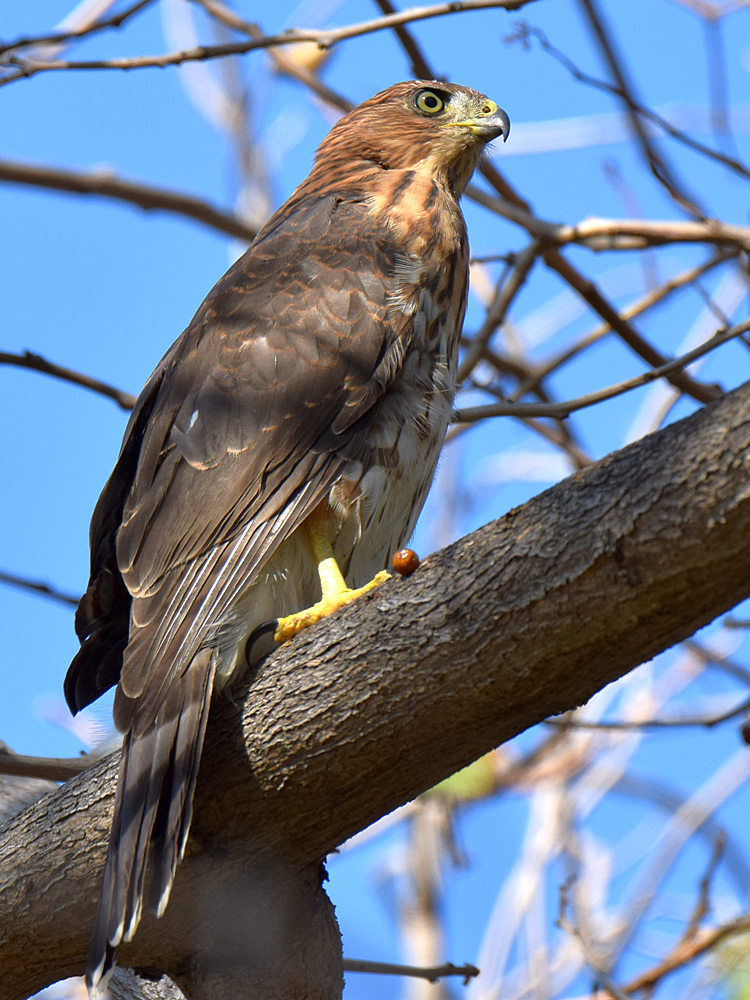 CoopersHawk5.jpg