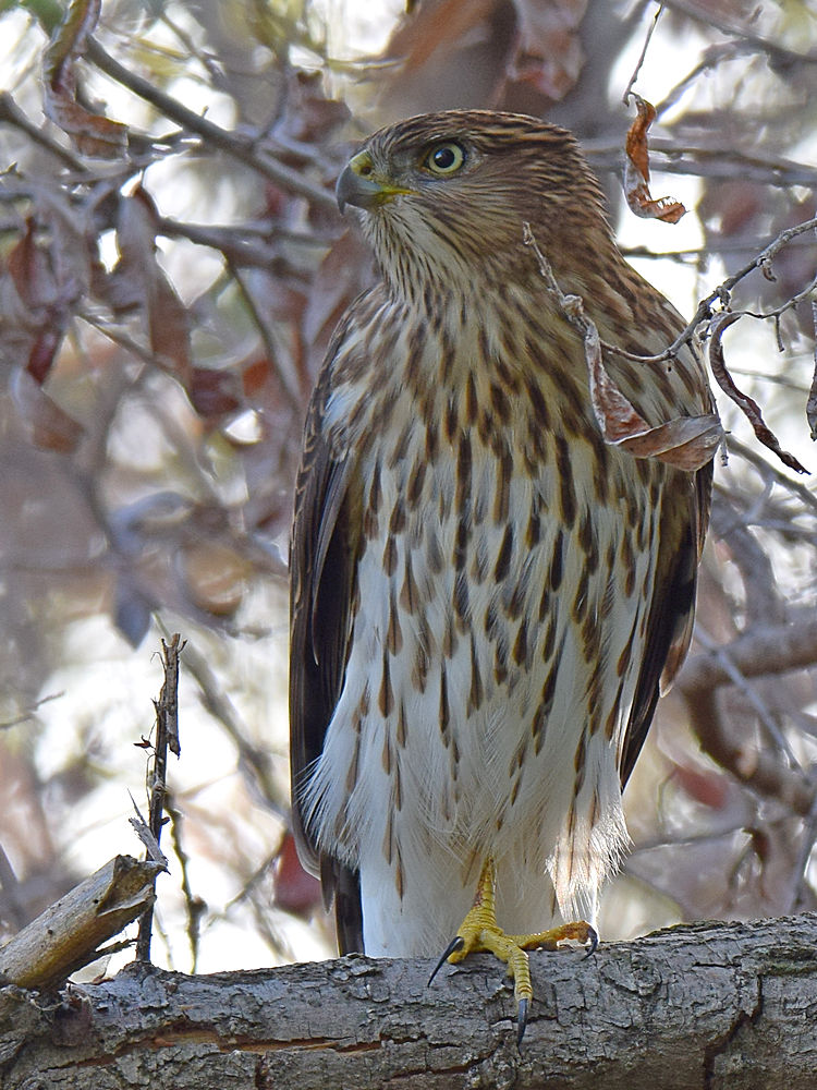 CoopersHawk5.jpg