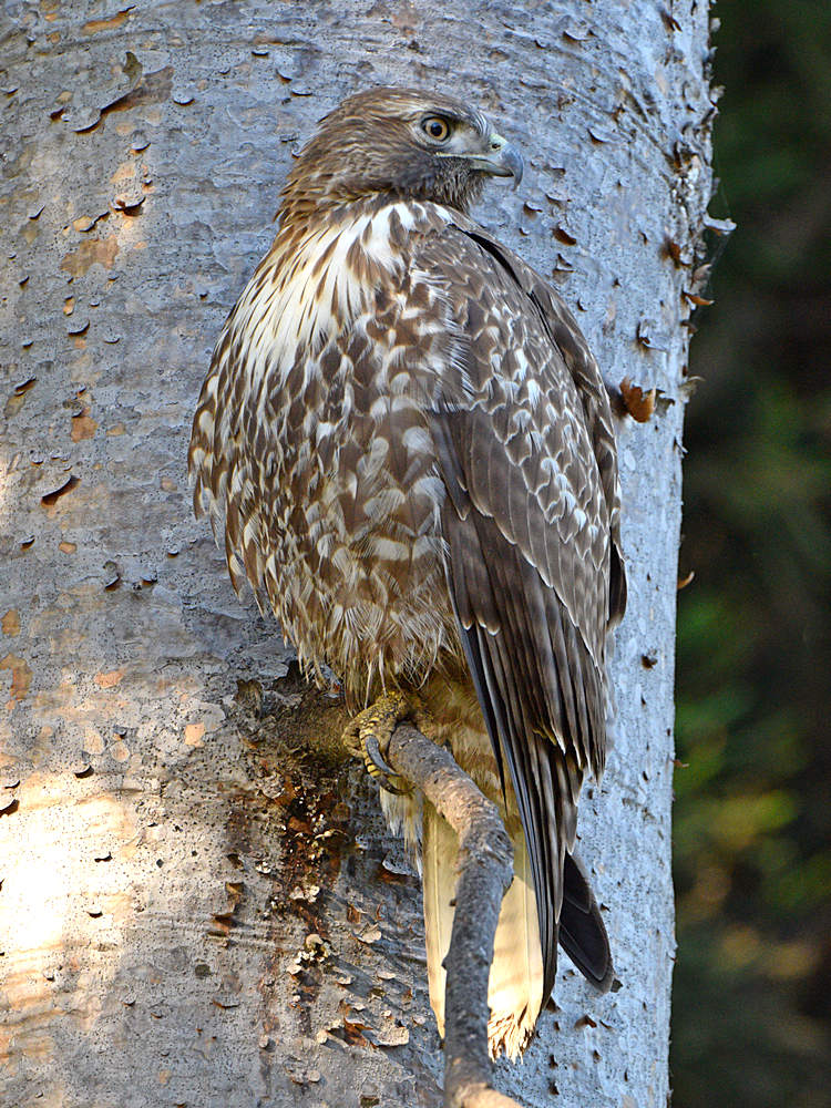CoopersHawk5.jpg