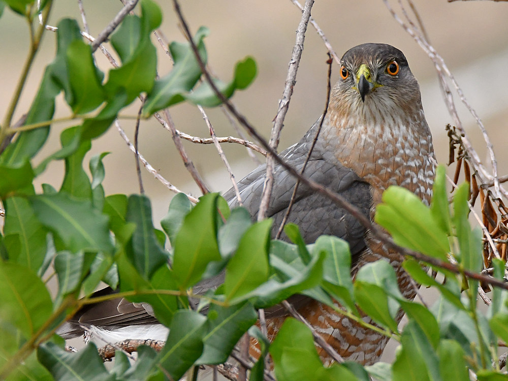 CoopersHawk5.jpg